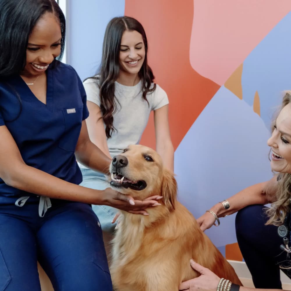 Petfolk Exceeds 30% Acquisition Lift with Vibe success story background