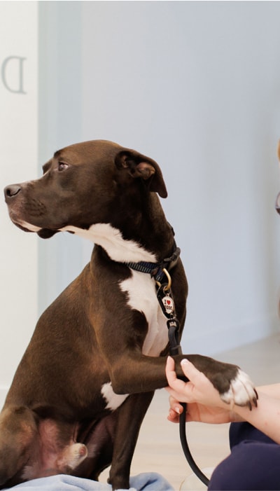 Petfolk Exceeds 30% Acquisition Lift with Vibe success story background